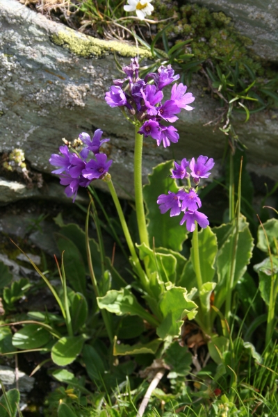 Pflanzenbild gross Breitblättrige Primel - Primula latifolia