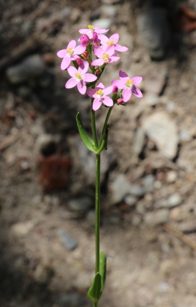 Pflanzenbild gross Echtes Tausendgüldenkraut - Centaurium erythraea