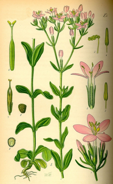 Pflanzenbild gross Echtes Tausendgüldenkraut - Centaurium erythraea