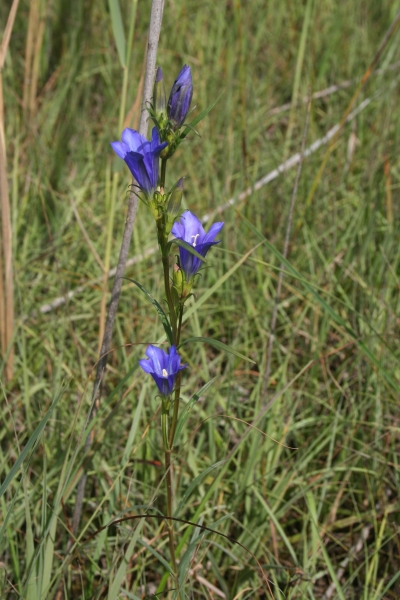 Pflanzenbild gross Lungen-Enzian - Gentiana pneumonanthe
