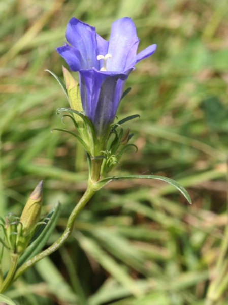 Pflanzenbild gross Lungen-Enzian - Gentiana pneumonanthe