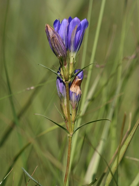 Pflanzenbild gross Lungen-Enzian - Gentiana pneumonanthe