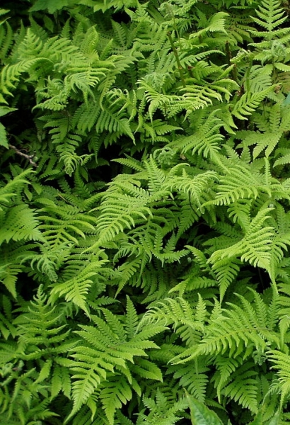 Pflanzenbild gross Buchenfarn - Phegopteris connectilis