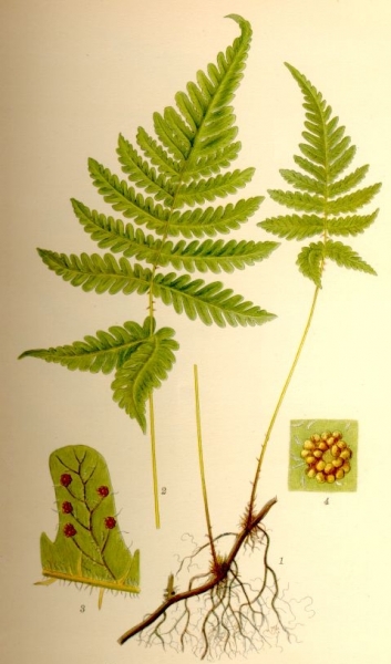 Pflanzenbild gross Buchenfarn - Phegopteris connectilis