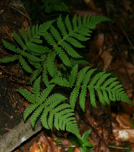 Pflanzenbild gross Buchenfarn - Phegopteris connectilis