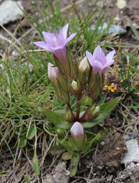 Pflanzenbild gross Reichästiger Enzian - Gentiana ramosa