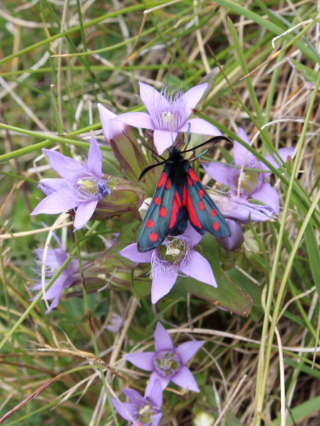 Pflanzenbild gross Reichästiger Enzian - Gentiana ramosa