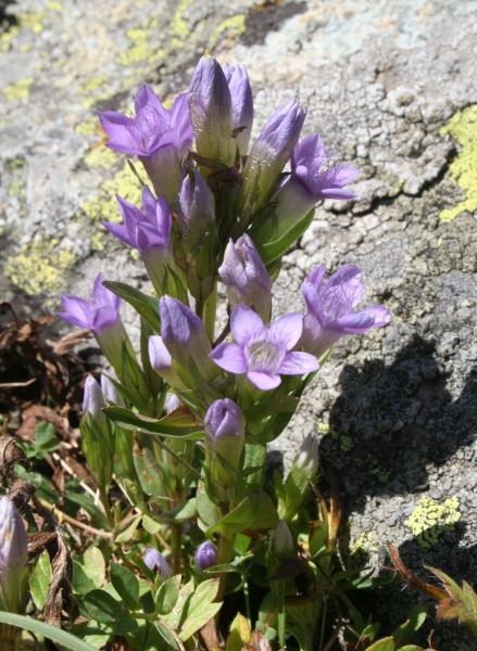 Pflanzenbild gross Reichästiger Enzian - Gentiana ramosa