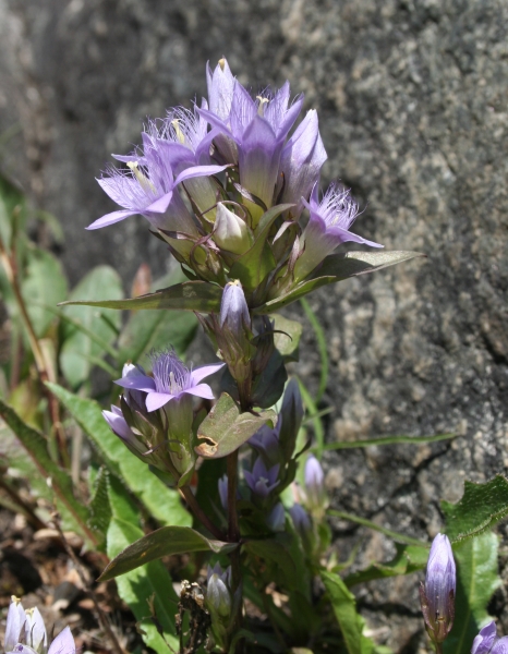 Pflanzenbild gross Reichästiger Enzian - Gentiana ramosa