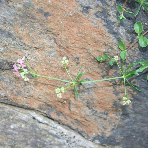 Pflanzenbild gross Rotes Labkraut - Galium rubrum