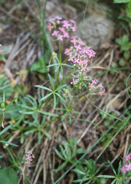 Pflanzenbild gross Rotes Labkraut - Galium rubrum