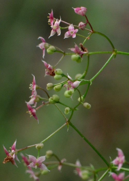 Pflanzenbild gross Rotes Labkraut - Galium rubrum