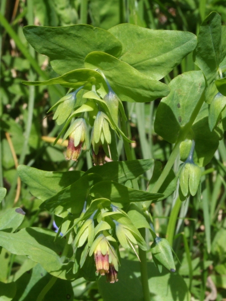 Pflanzenbild gross Alpen-Wachsblume - Cerinthe glabra