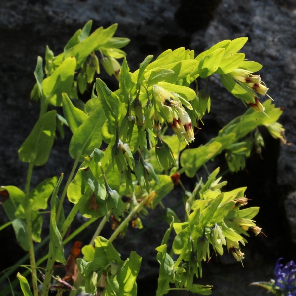 Pflanzenbild gross Alpen-Wachsblume - Cerinthe glabra