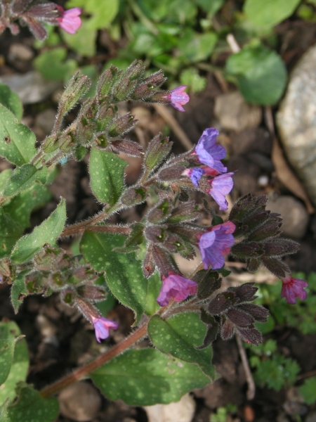 Pflanzenbild gross Gewöhnliches Lungenkraut - Pulmonaria officinalis