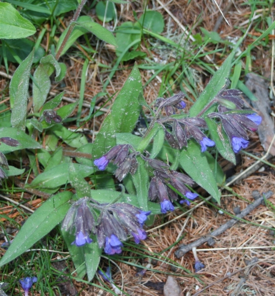 Pflanzenbild gross Südalpen-Lungenkraut - Pulmonaria australis