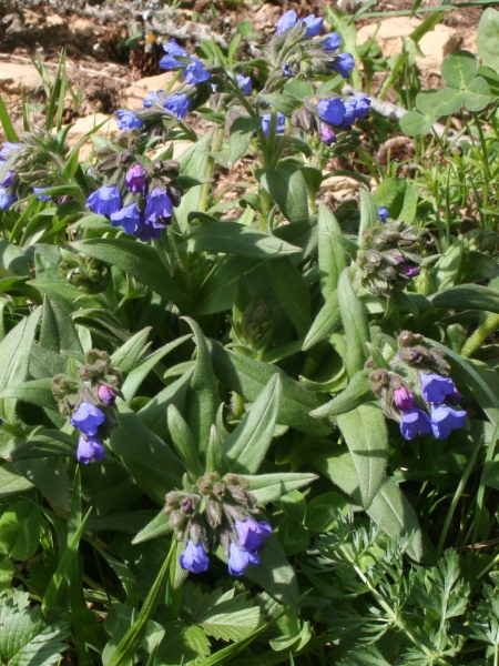 Pflanzenbild gross Südalpen-Lungenkraut - Pulmonaria australis