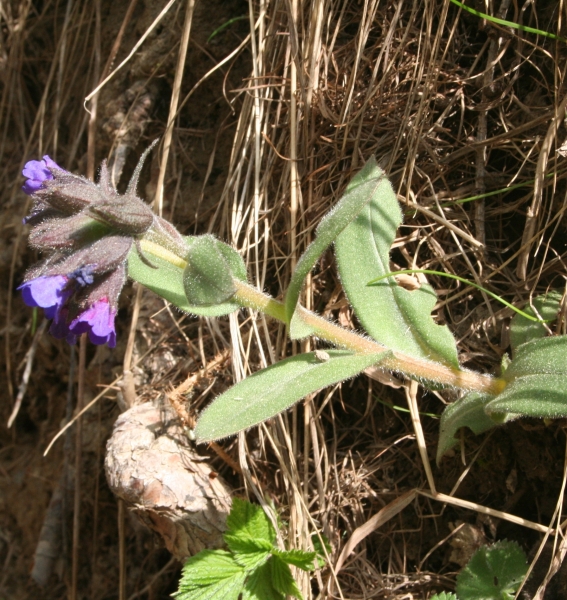 Pflanzenbild gross Südalpen-Lungenkraut - Pulmonaria australis