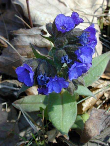 Pflanzenbild gross Südalpen-Lungenkraut - Pulmonaria australis
