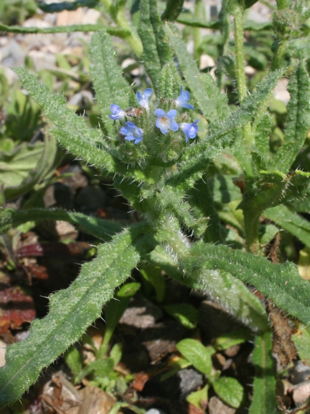 Pflanzenbild gross Krummhals - Anchusa arvensis