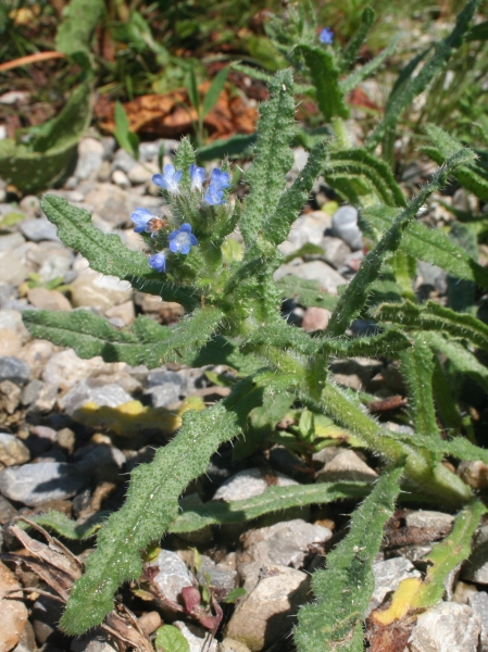 Pflanzenbild gross Krummhals - Anchusa arvensis