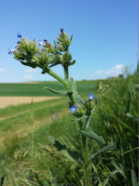 Pflanzenbild gross Krummhals - Anchusa arvensis