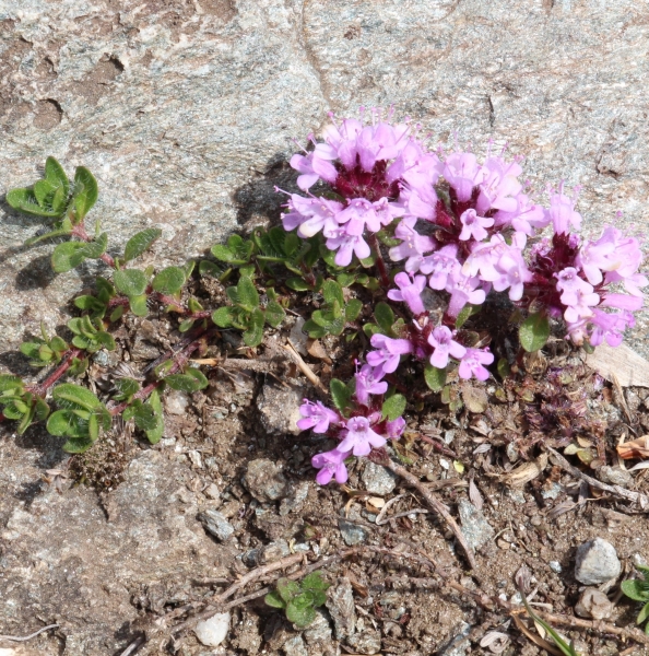 Pflanzenbild gross Gebirgs-Feld-Thymian - Thymus praecox subsp. polytrichus