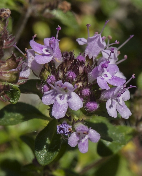 Pflanzenbild gross Gebirgs-Feld-Thymian - Thymus praecox subsp. polytrichus