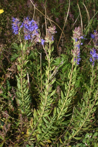 Pflanzenbild gross Echter Ysop - Hyssopus officinalis