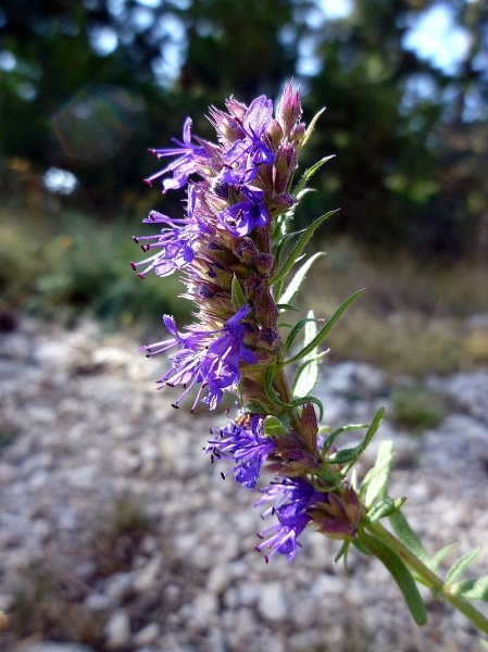 Pflanzenbild gross Echter Ysop - Hyssopus officinalis