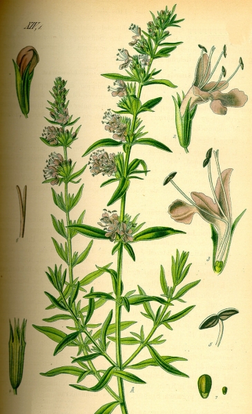 Pflanzenbild gross Echter Ysop - Hyssopus officinalis