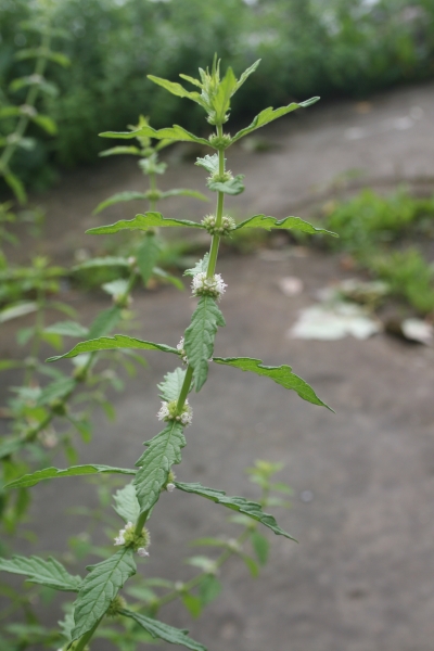 Pflanzenbild gross Europäischer Wolfsfuss - Lycopus europaeus