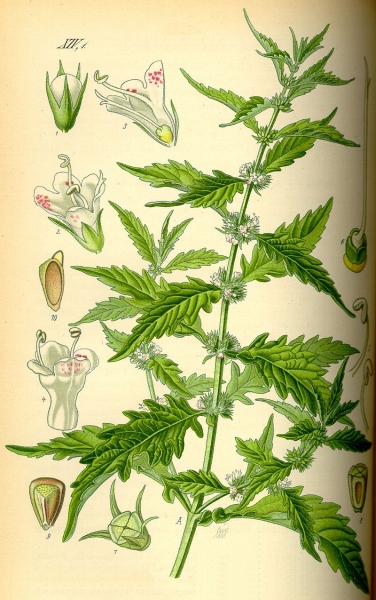 Pflanzenbild gross Europäischer Wolfsfuss - Lycopus europaeus