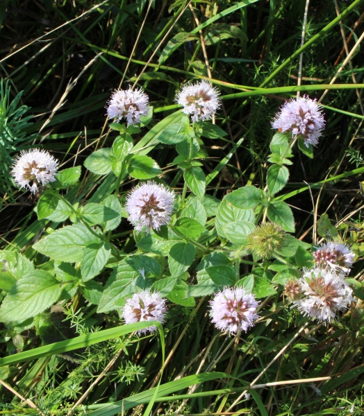 Pflanzenbild gross Wasser-Minze - Mentha aquatica