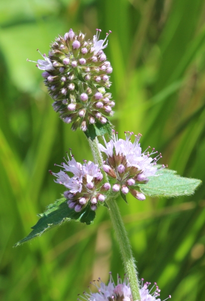 Pflanzenbild gross Wasser-Minze - Mentha aquatica