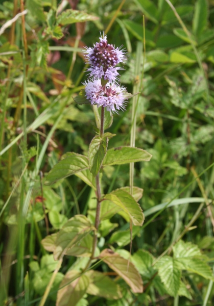 Pflanzenbild gross Wasser-Minze - Mentha aquatica