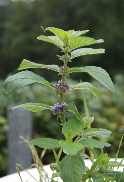 Pflanzenbild gross Acker-Minze - Mentha arvensis