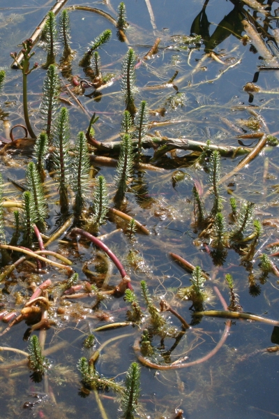 Pflanzenbild gross Tannenwedel - Hippuris vulgaris