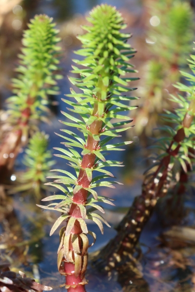 Pflanzenbild gross Tannenwedel - Hippuris vulgaris