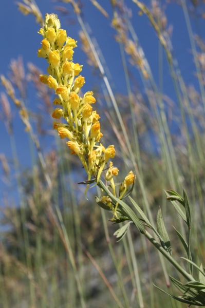 Pflanzenbild gross Italienisches Leinkraut - Linaria angustissima