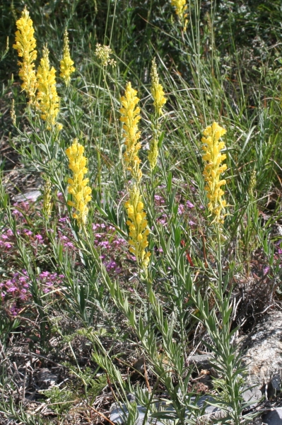 Pflanzenbild gross Italienisches Leinkraut - Linaria angustissima