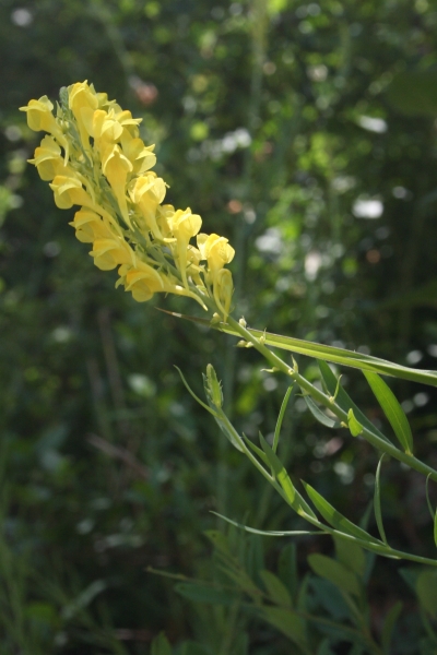Pflanzenbild gross Italienisches Leinkraut - Linaria angustissima