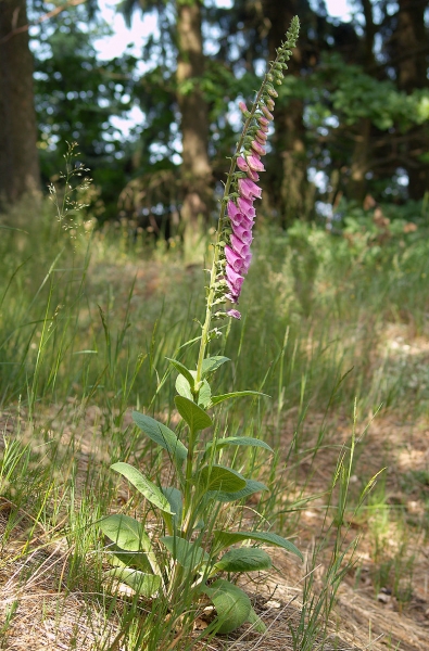 Pflanzenbild gross Roter Fingerhut - Digitalis purpurea