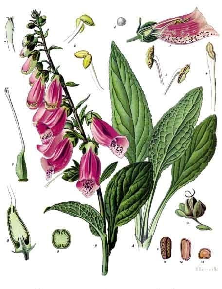 Pflanzenbild gross Roter Fingerhut - Digitalis purpurea