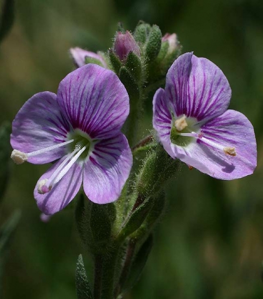 Pflanzenbild gross Halbstrauchiger Ehrenpreis - Veronica fruticulosa