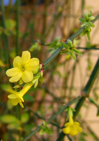 Pflanzenbild gross Winter-Jasmin - Jasminum nudiflorum