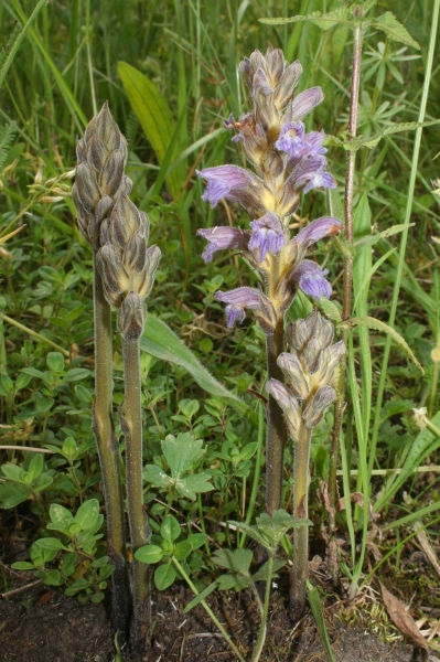 Pflanzenbild gross Violetter Würger - Orobanche purpurea