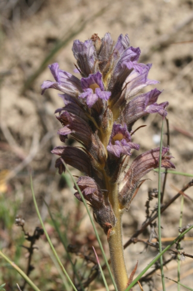 Pflanzenbild gross Violetter Würger - Orobanche purpurea
