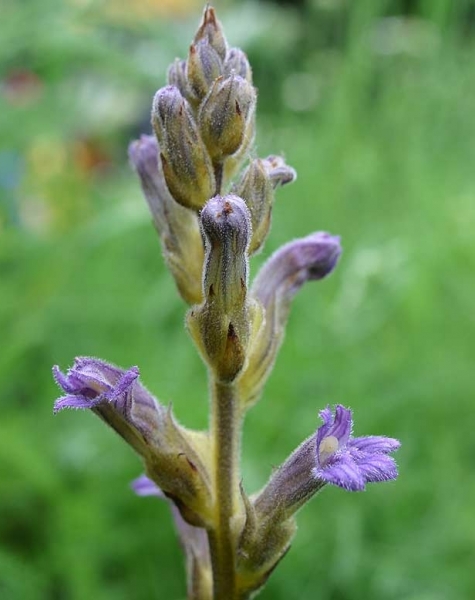Pflanzenbild gross Violetter Würger - Orobanche purpurea