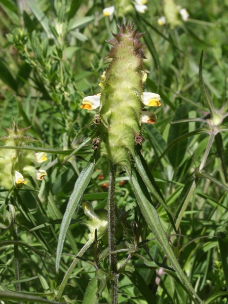 Pflanzenbild gross Kamm-Wachtelweizen - Melampyrum cristatum